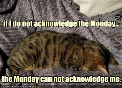 funny-pictures-cat-does-not-acknowledge-monday